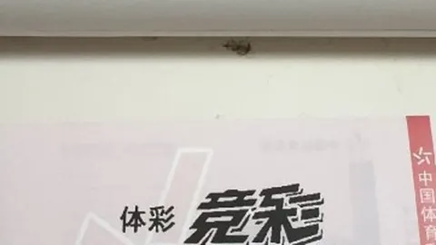 电竞赛事前瞻：总决赛即将开启